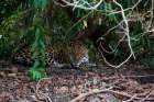 Jaguar-Pantanal-Mato Grosso-Brazil Art Print